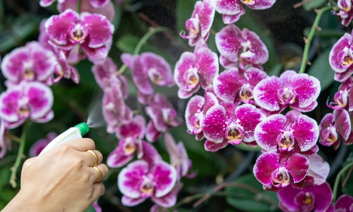 How much water for orchid plant