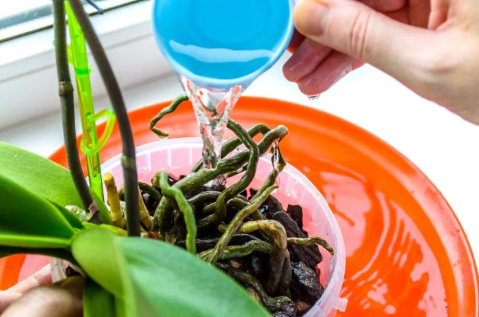 How to water an orchid plant