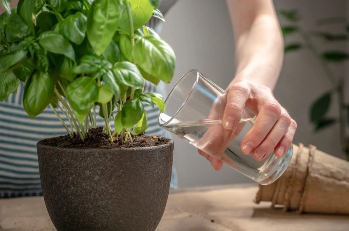 How often to water basil plant