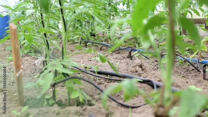 How often do farmers water tomato plants