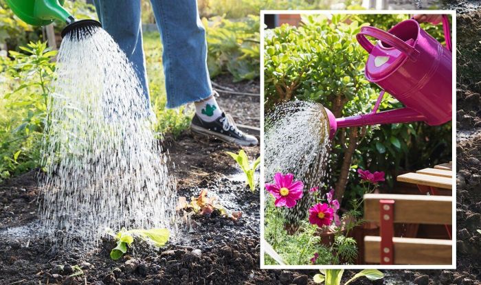 How often to water plants