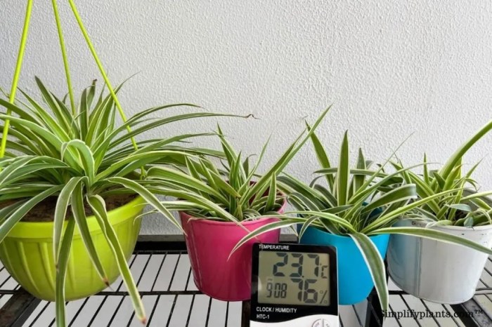 How often do you water spider plants