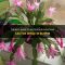 How Often to Water a Christmas Cactus Plant