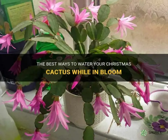 How often to water a christmas cactus plant