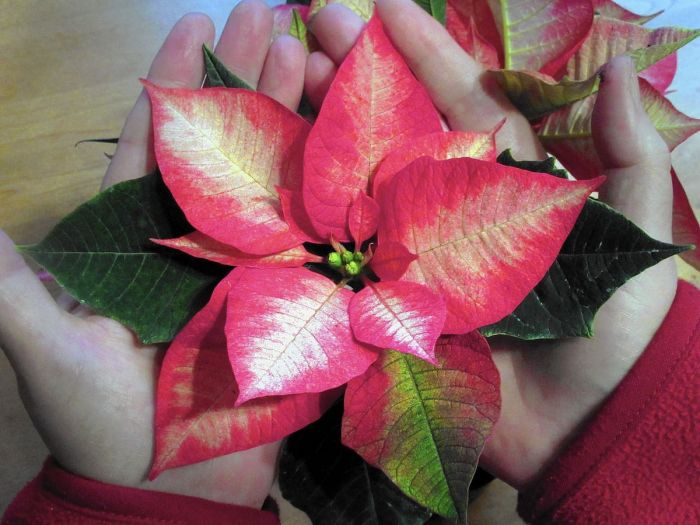 How much to water poinsettia plants