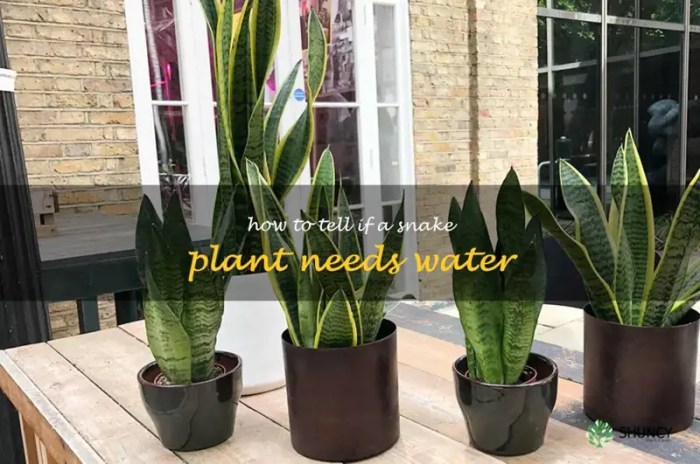 When to water snake plant