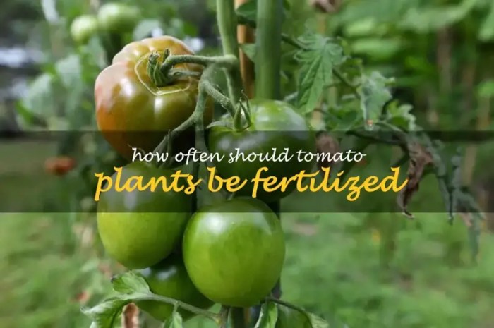 How often should you water tomato plants