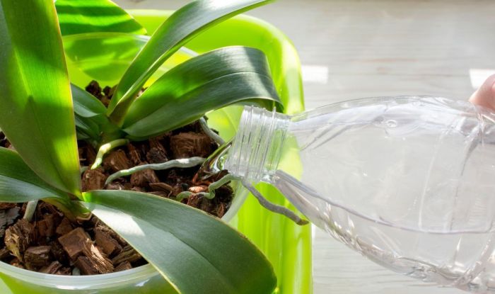 How much water does an orchid plant need