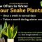 How Often Water Snake Plant?