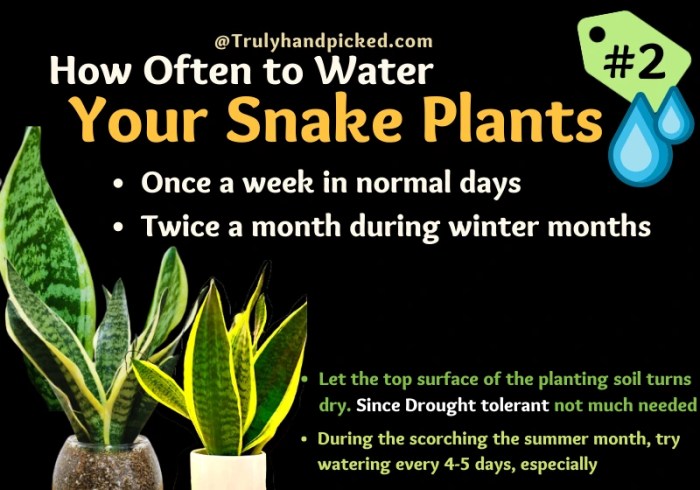 How often water snake plant