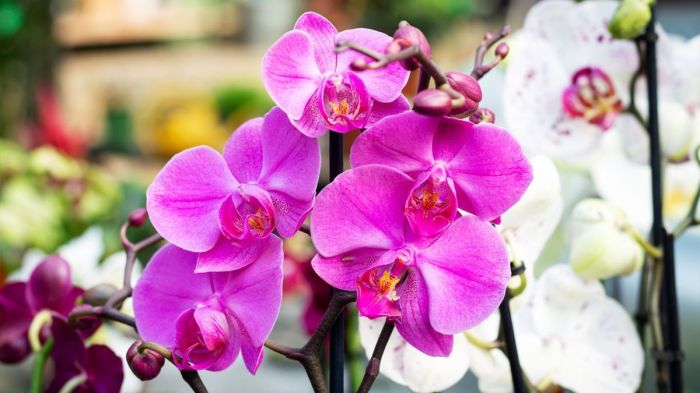 Orchids watering water orchid guesswork links often indoors affiliate some may