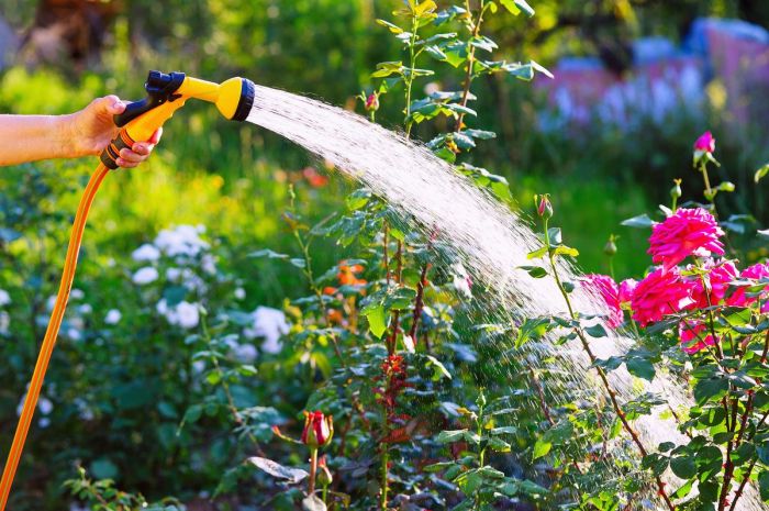 Can you water plants at night