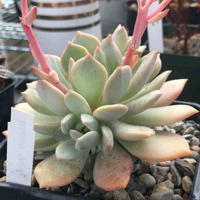 How much water do succulent plants need