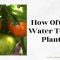 How Often Should I Water My Tomato Plants?