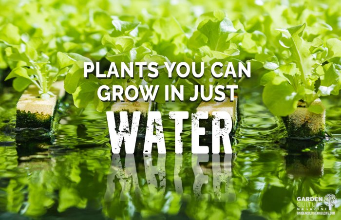 How dose water help plants grow