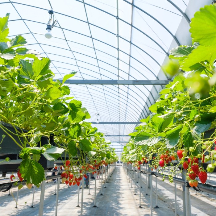 How often do you water strawberry plants