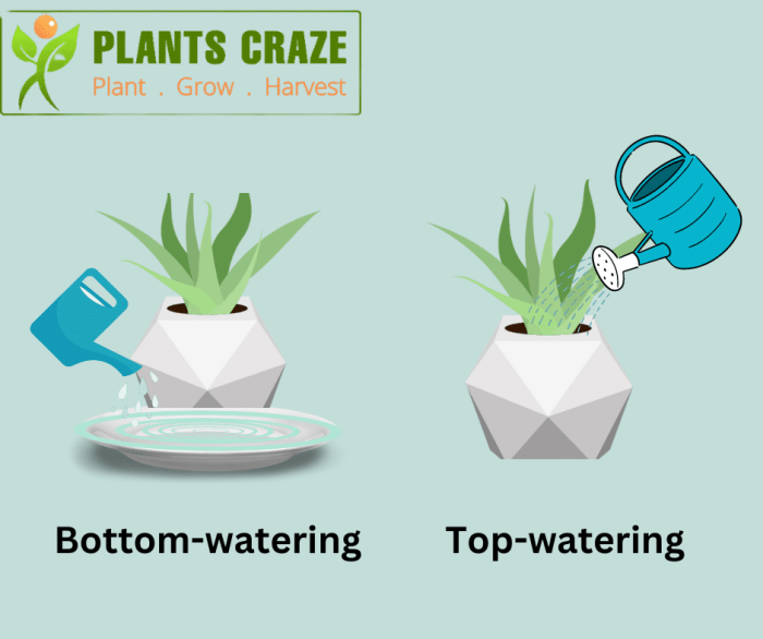 How long to bottom water plants