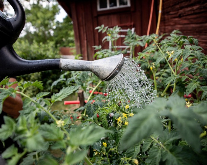 How do you water tomato plants