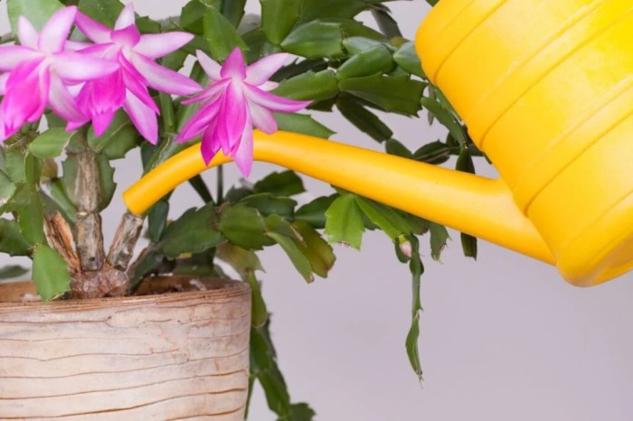 How often to water a christmas cactus plant