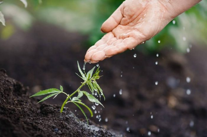 How much water do plants need