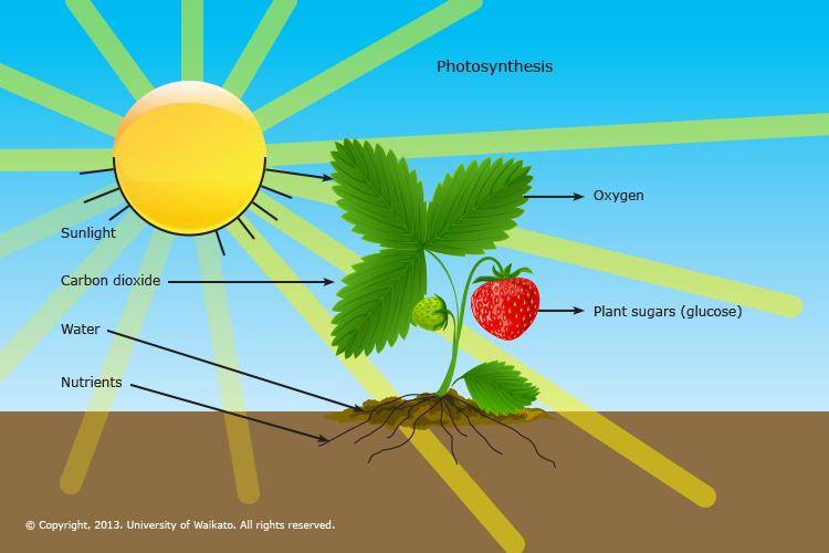 How does water help plant grow