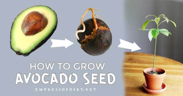 How to plant avocado seeds in water