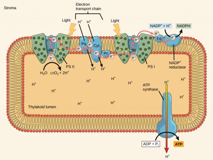 Do plants need water for photosynthesis