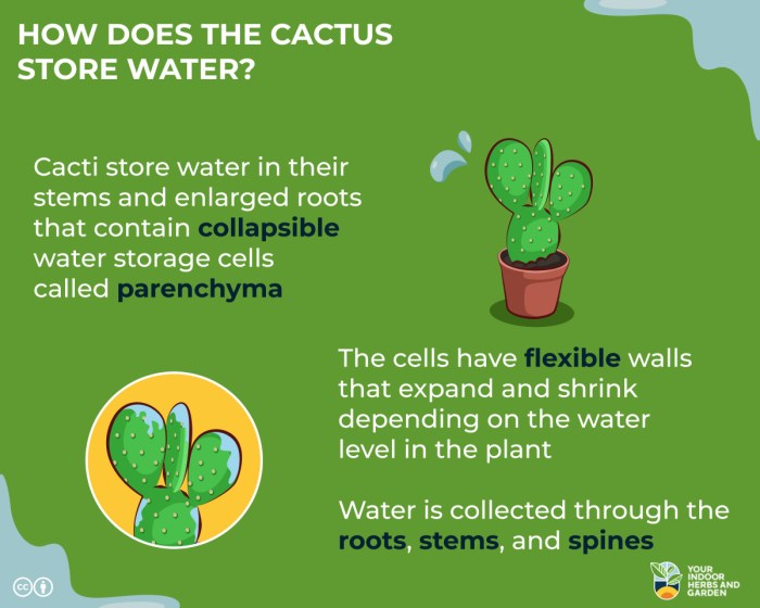 How to water cactus plants