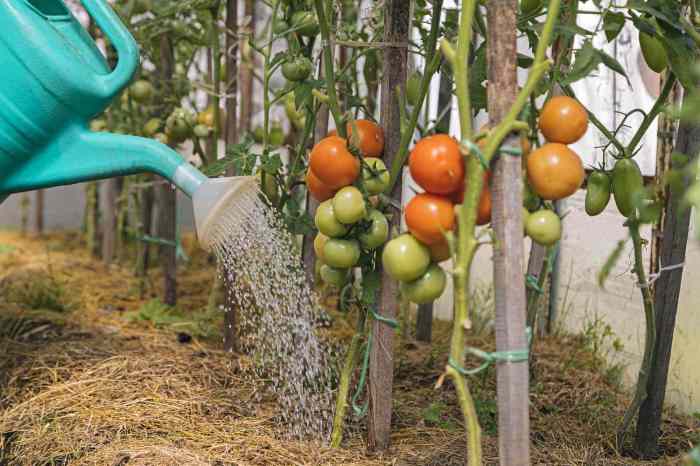 How much water for tomatoe plant