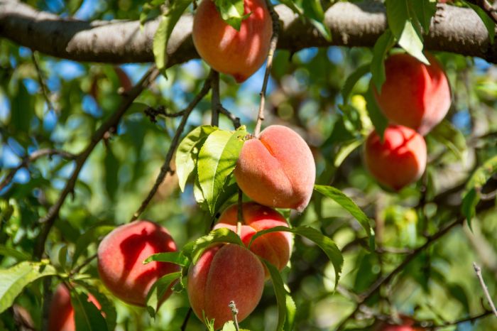 How often to water newly planted peach trees