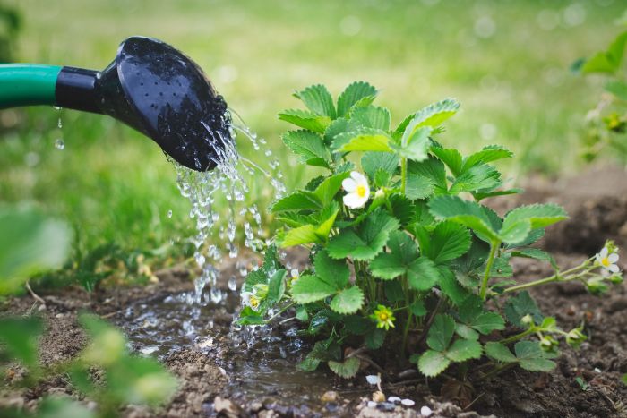 Water plants time when