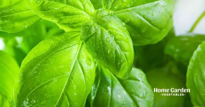 How often to water basil plant