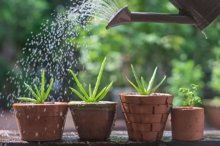 How often should u water an aloe plant