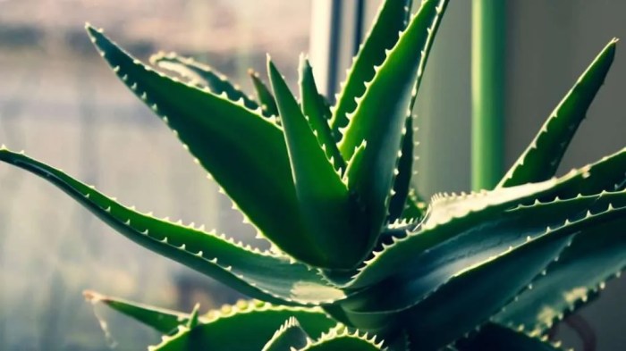 How often water aloe plant