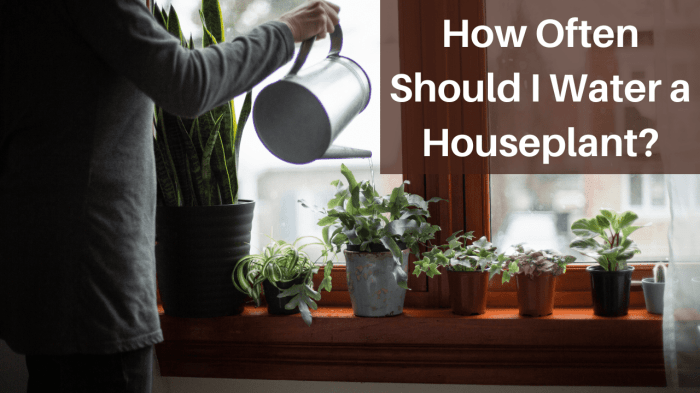 How often should you water house plants