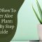 How Often Should You Water an Aloe Plant?