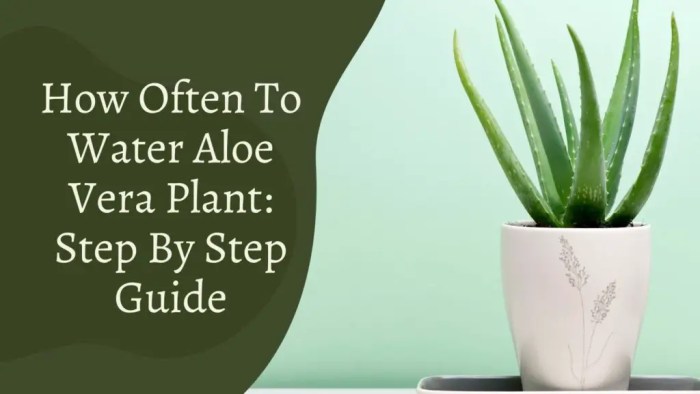 How often should u water an aloe plant