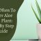 How Often Should I Water My Aloe Plant?