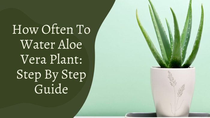 How often should i water my aloe plant