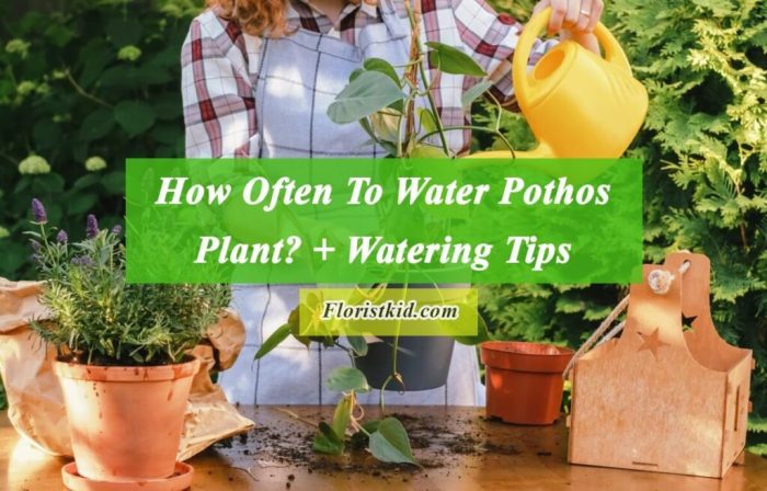 How do you water a pothos plant