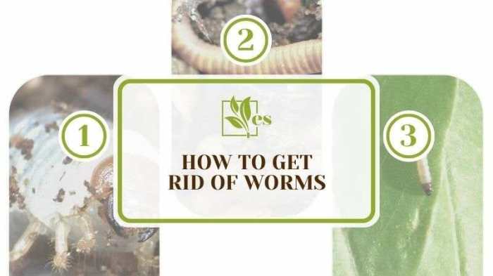 How to kill water plants worms and bugs