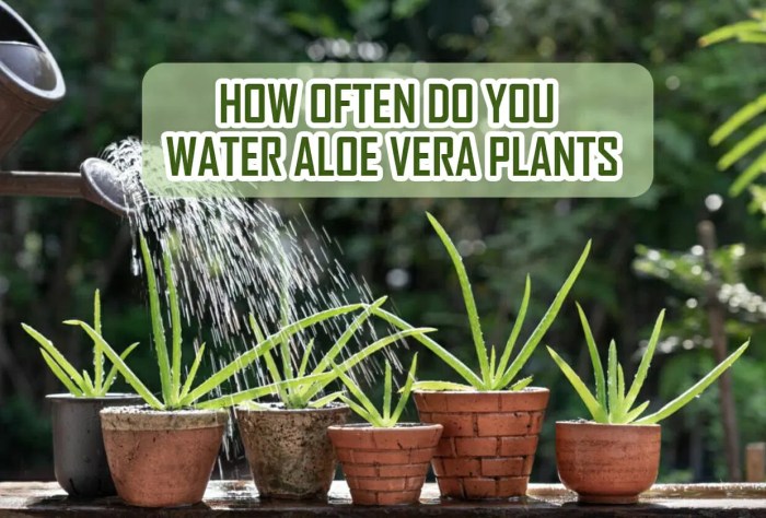 How often do i water my aloe plant