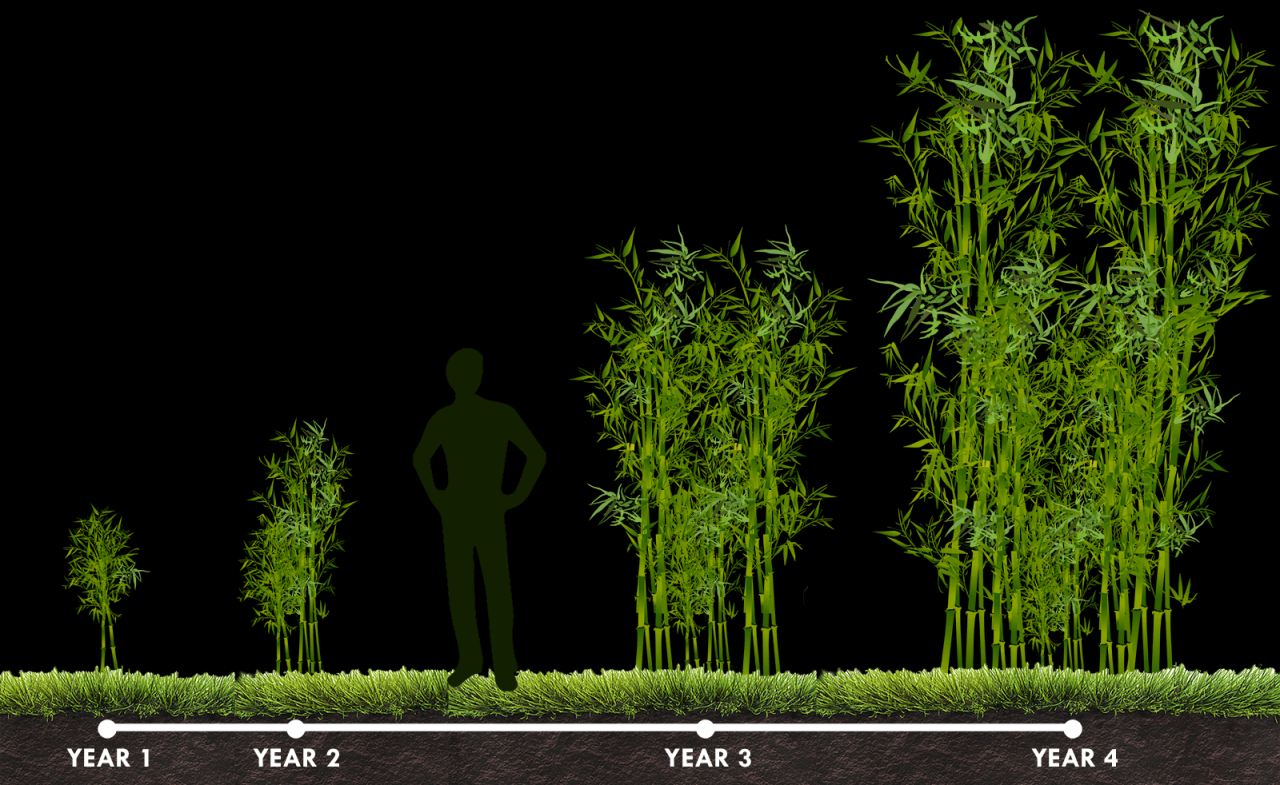 How much water should a bamboo plant have