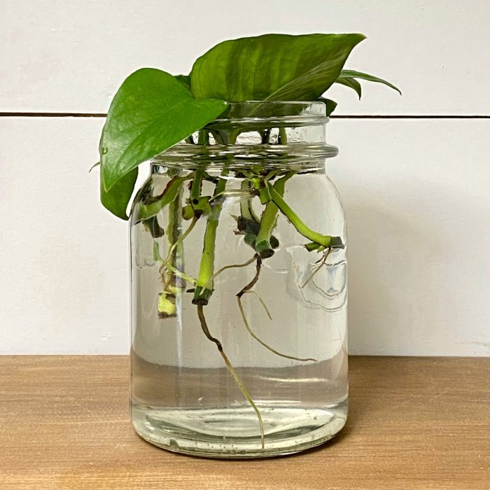 Pothos plants pueden instructables cultivar crecer potos