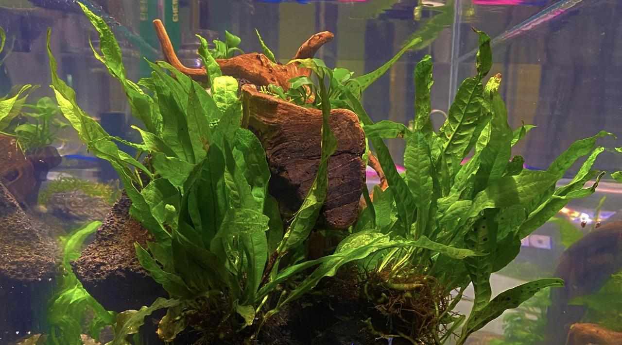 What other plants live in fresh water