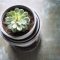 How to Water Succulent Plants