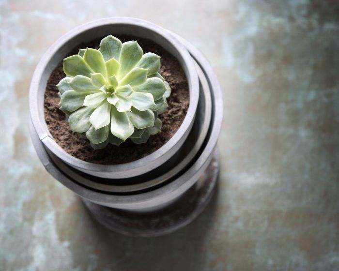 How to water succulent plants