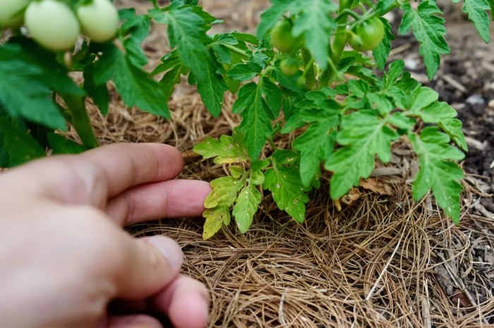 How often to water tomato plants