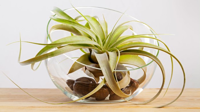 How do you water air plants