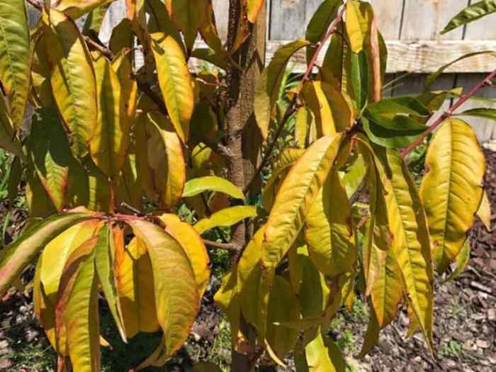 How often to water newly planted peach trees